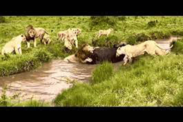 Bị đàn sư tử tấn công, trâu rừng nhảy luôn xuống nước, ngờ đâu lại là quyết định sai lầm!