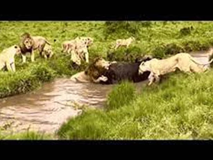 Bị đàn sư tử tấn công, trâu rừng nhảy luôn xuống nước, ngờ đâu lại là quyết định sai lầm!