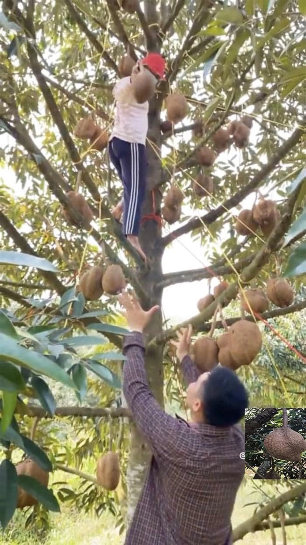 Sầu riêng nhưng lại không có gai: Kết quả sau 12 năm nỗ lực của các nhà khoa học Indonesia - Ảnh 2.