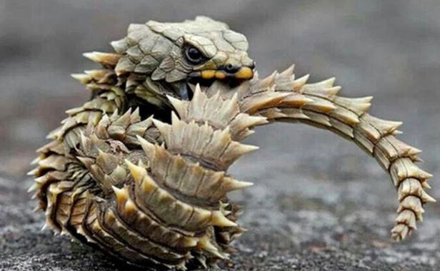 Người đàn ông phát hiện 'rồng thu nhỏ' cực hiếm: Có thể bị phạt 13 năm tù nếu buôn bán!