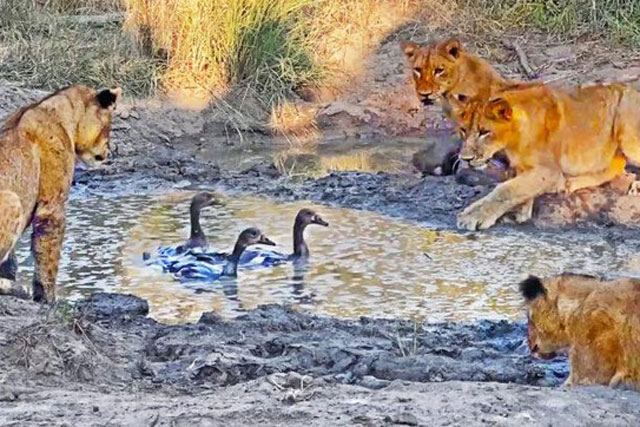 Sư tử lừa gạt ngỗng Ai Cập, dụ chơi sau đó sát hại hàng loạt
