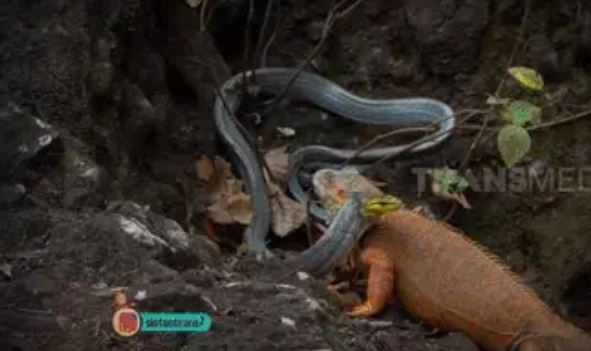 Cự đà đụng độ với con rắn 'khủng': Cuộc chiến nảy lửa sẽ có kết cục ra sao?