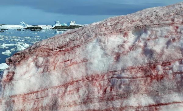 Sinh vật nhỏ bé gây “xuất huyết” ở Nam Cực có thể hủy hoại Trái Đất bằng cách nào?