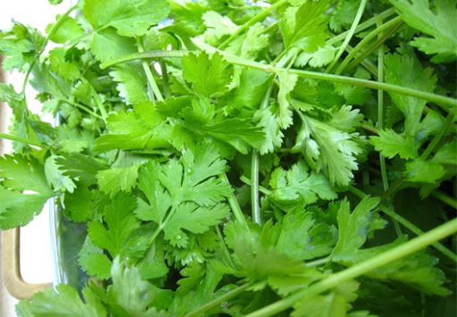 Tác dụng chữa bệnh tuyệt vời của rau mùi có thể bạn chưa biết