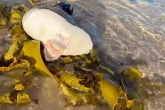 Choáng với sinh vật biển kỳ lạ, miệng giống hệt con người