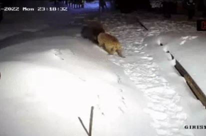 Thấy con gấu đen lao tới người đàn ông, chú chó chạy tới cản bước: Kết cục ra sao?