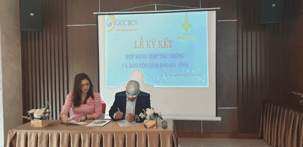 Hợp tác bảo tồn cây Sâm Báo: Hướng đi mới phát triển nông nghiệp bền vững