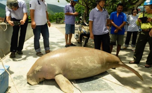 Sinh vật kỳ lạ bất ngờ vào sâu đất liền để gặm cỏ: Là loài quý hiếm, sắp tuyệt chủng!