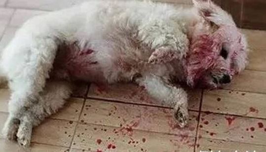 Thấy chó cưng nằm trên vũng máu, chủ hốt hoảng định đưa đi viện, đến gần thì "ngã ngửa"