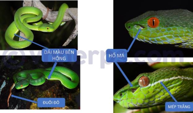 Nhìn thì tưởng rắn lục đuôi đỏ nhưng lại không đơn giản như vậy, có tới 7 loài khác nhau!
