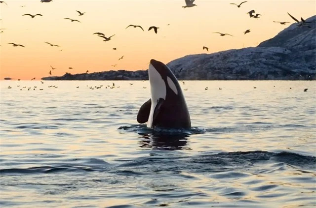 Một con orca. Ảnh: The Guardian.