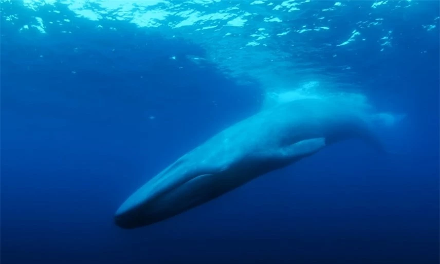 &Acirc;m thanh cao v&uacute;t đ&atilde; t&aacute;ch 52 Blue ra khỏi thế giới.&nbsp;Ảnh: The Guardian.