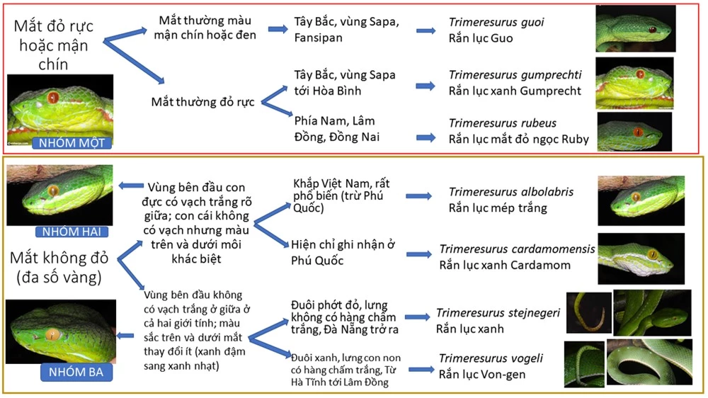 Nhìn thì tưởng rắn lục đuôi đỏ nhưng lại không đơn giản như vậy, có tới 7 loài khác nhau! - Ảnh 2.