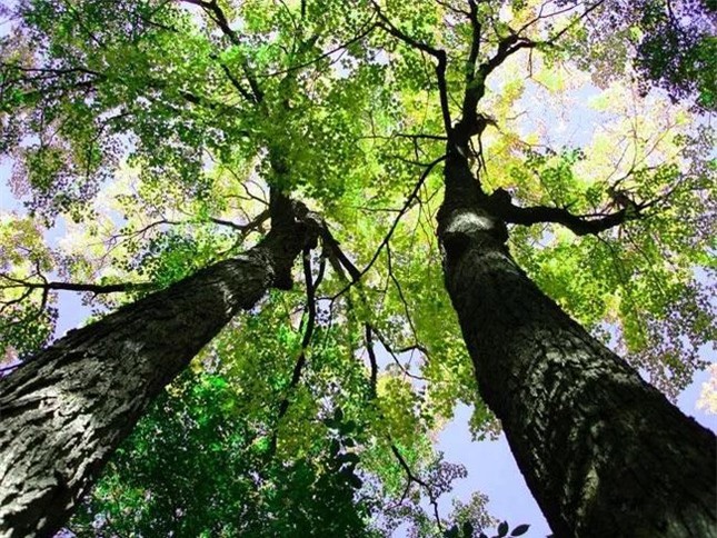 Những tập tục lạ kỳ đối với người chết ảnh 5