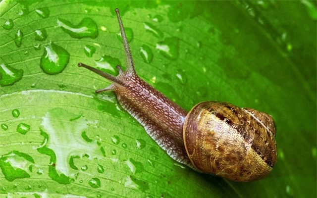 Chất nhầy ốc s&ecirc;n l&agrave; điểm yếu bất ngờ của lo&agrave;i gấu nước. Ảnh: National Geographic.&nbsp;