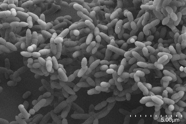 "Dị thú" còn sống từ địa cầu sơ khai: hít không khí, thở ra điện