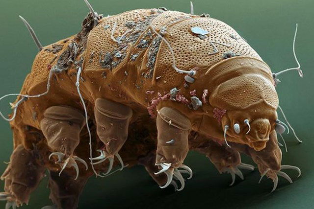 Tìm ra điểm yếu của gấu nước - sinh vật 'bất tử'