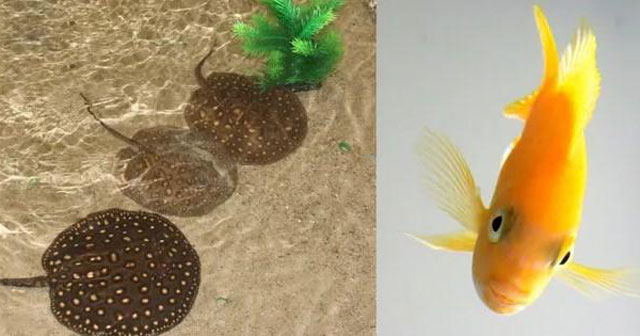 Bất ngờ với 2 loài cá có khả năng làm toán