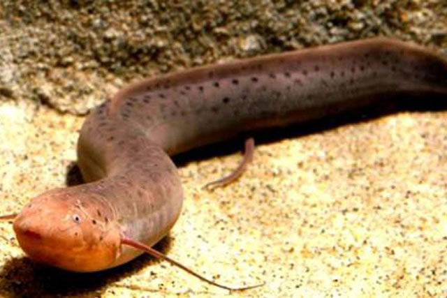 Bí ẩn loài cá kỳ dị Nam Mỹ sống không cần nước