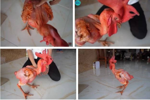 Chú gà này có da màu đỏ, mào to đẹp, chỉ có phần lông ở cánh. Trước đây, anh Phong bôi nghệ đỏ lên da gà để da có màu đẹp hơn, dày hơn giúp chống muỗi.