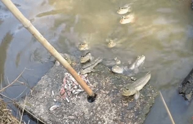 Loài cá tinh quái biết leo cây, làm nhiều "trò khỉ" lạ lùng nhất miền Tây