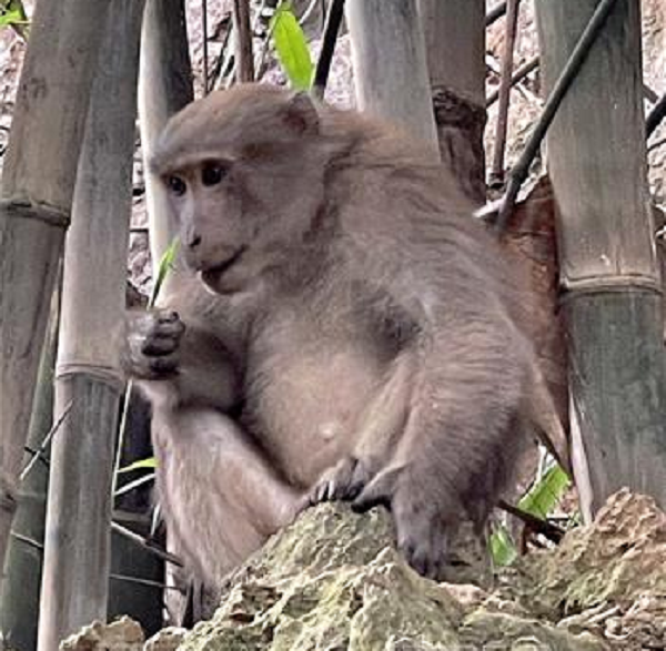 “Hầu vương” tràn xuống nhà dân kiếm ăn ở Hoà Bình: Quý hiếm sao?