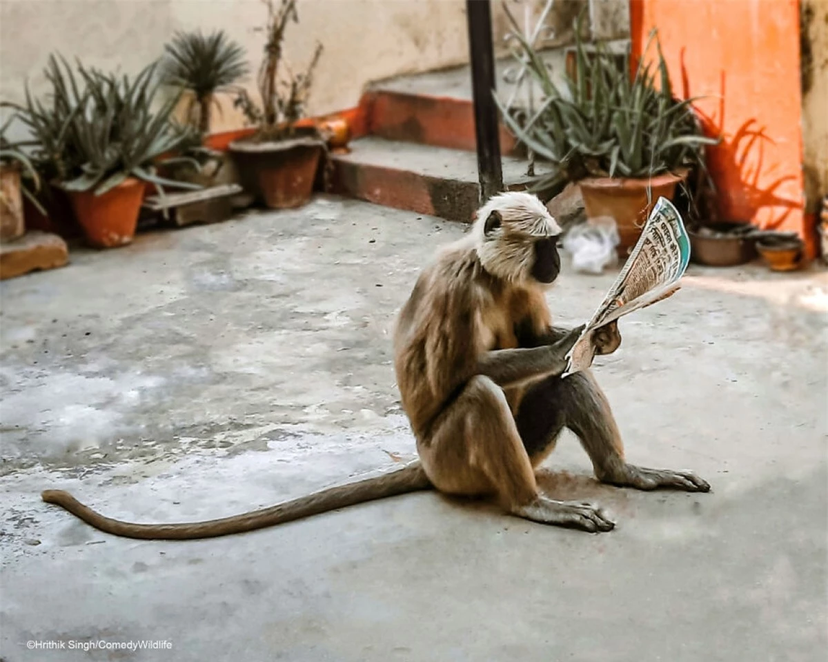 "Chú khỉ này đã đến sân nhà tôi và tôi đưa cho nó mẩu bánh mì được gói trong một tờ báo. Sau khi ăn xong bánh mì, chú khỉ bắt đầu 'đọc báo", Hrithik Singh Gorakhpur - tác giả của bức ảnh chia sẻ.