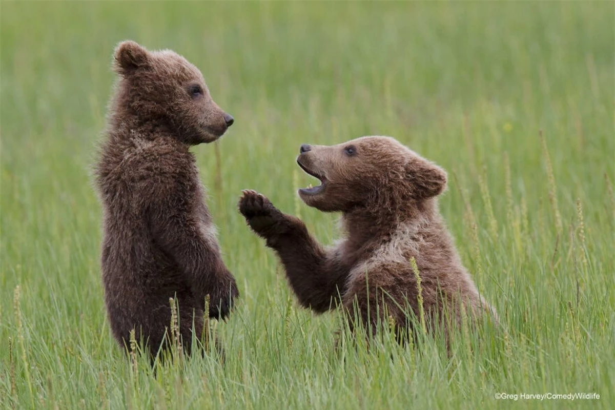 Một chú gấu con nâu Alaska dường như đang đứng khép nép vì bị chú gấu còn lại "nhắc nhở". Bức ảnh đáng yêu này được nhiếp ảnh gia Greg Harvey chụp tại Vườn quốc gia Hồ Clark ở Mỹ.