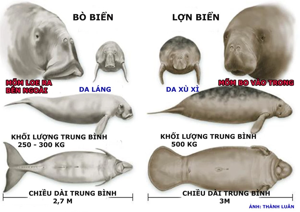 Phân biệt dễ dàng bò biển và lợn biển: Hai sinh vật quý hiếm nhìn khá giống nhau, cực dễ! - Ảnh 6.