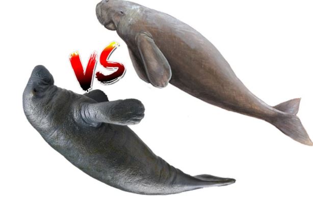 Phân biệt dễ dàng bò biển và lợn biển: Hai sinh vật quý hiếm nhìn khá giống nhau, cực dễ!