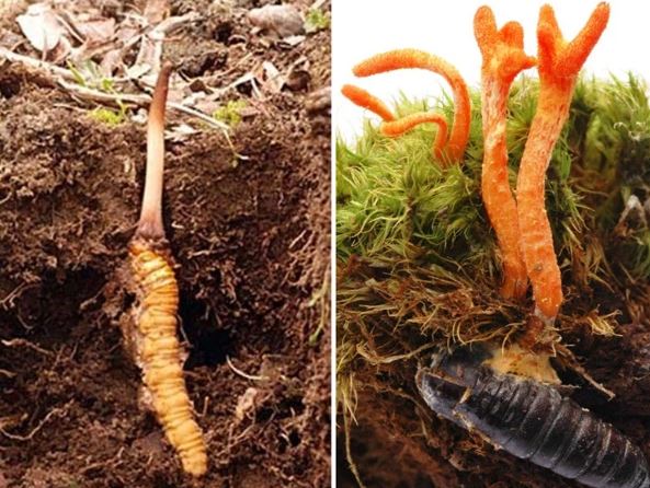 Thấy cây nấm màu cam, người đàn ông vội đào lên: Mọc từ xác sâu, là đông trùng hạ thảo?