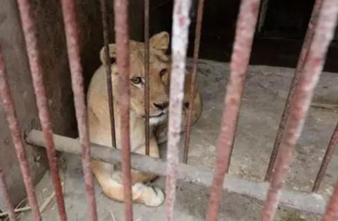 Trầm cảm ở động vật - Căn bệnh đáng buồn ở các loài thú do chính con người gây ra