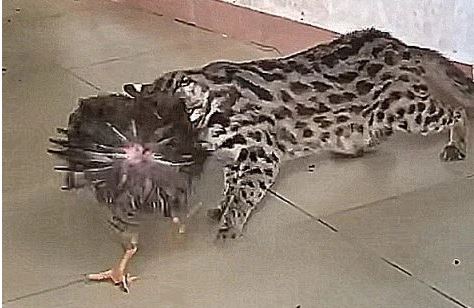 Gà liên tục bị mất trộm, chủ nhà không tin vào mắt mình khi nhìn thấy "kẻ cắp" qua camera