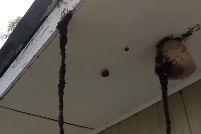 Thấy tổ ong tò vò ở vị trí khó, đàn kiến xây luôn chiếc cầu để xâm chiếm đối thủ