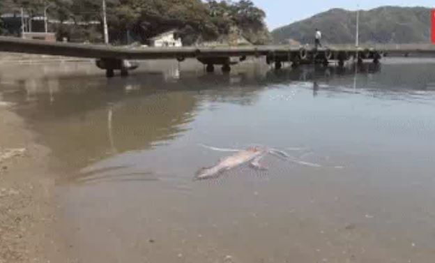 Sinh vật khổng lồ dài hơn 3,4 m trôi dạt vào bờ biển Nhật Bản, là loài có thể dài tới 13 m