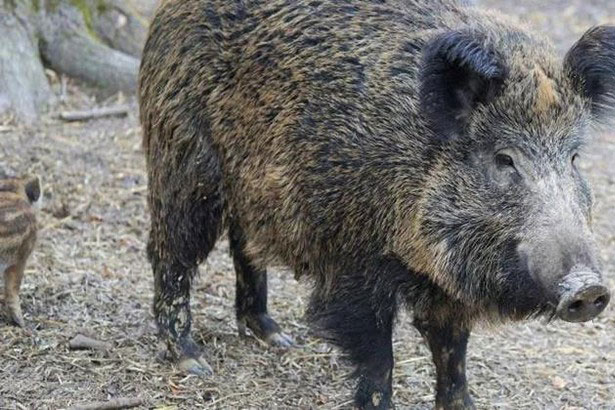 Phá chuồng bỏ trốn vào rừng, lợn nái về nhà mang theo 12 chú lợn con múp míp