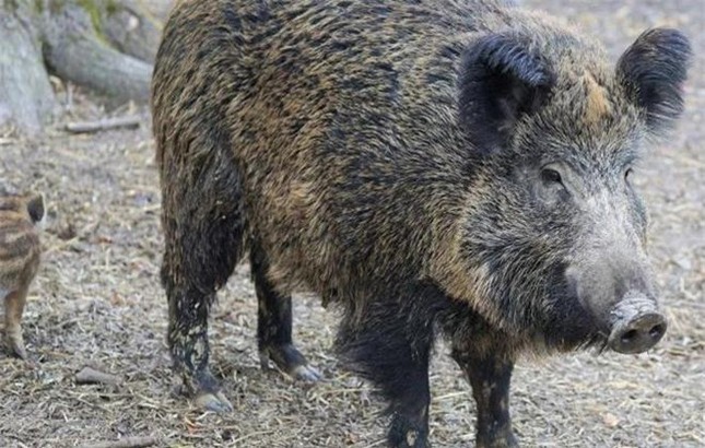 Phá chuồng bỏ trốn vào rừng, lợn nái về nhà mang theo 12 chú lợn con múp míp ảnh 1