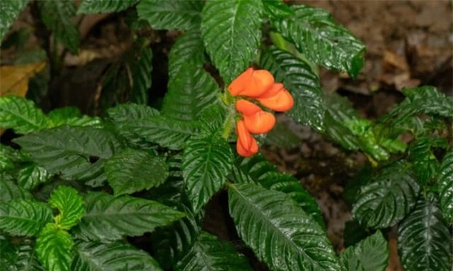 Lo&agrave;i hoa dại Gasteranthus extincus. Ảnh: The Guardian.