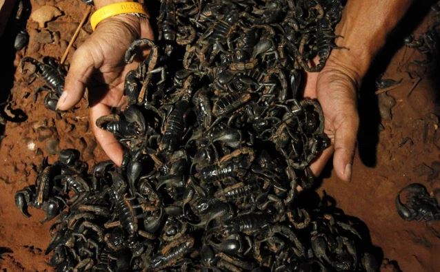 Indiana Jones đã đúng: Bọ cạp càng to lớn thì càng vô hại