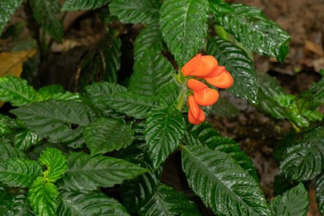 Phát hiện loài hoa tưởng như tuyệt chủng 40 năm