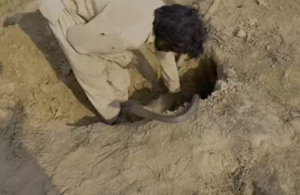 Người đàn ông thò tay vào hố thì bất ngờ bị cắn, lát sau 1 sinh vật đen sì thò đầu ra