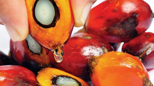 Indonesia cấm xuất khẩu dầu cọ thô và dầu ăn, doanh nghiệp cần lưu ý gì?
