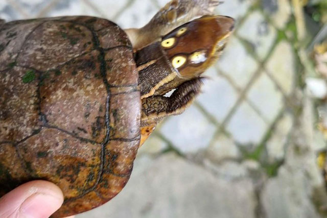 Rùa 4 mắt cực lạ đi lạc vào vườn nhà dân ở Huế