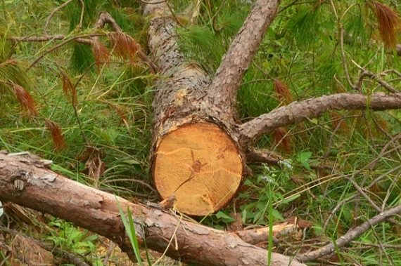 Nhiều cây rừng tại Lâm Đồng bị cưa ngổn ngang đang