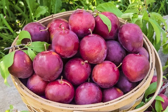 7 món ăn vặt giúp bạn ngăn ngừa ung thư hiệu quả