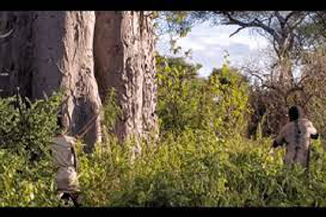 Mũi tên trúng "bóng đen" dưới gốc cây, 2 thổ dân còn bắn bồi thêm: Con gì nguy hiểm vậy?