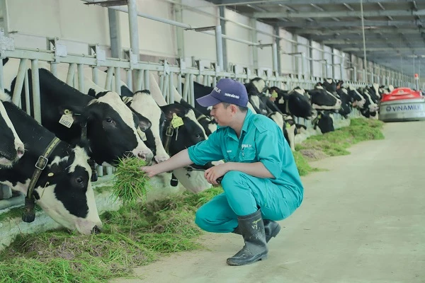 Trang trại Vinamilk Green Farm - mô hình trang trại công nghệ cao đi đôi với phát triển bền vững được Vinamilk giới thiệu vào năm 2021 (Hình: Duy Nhất) 