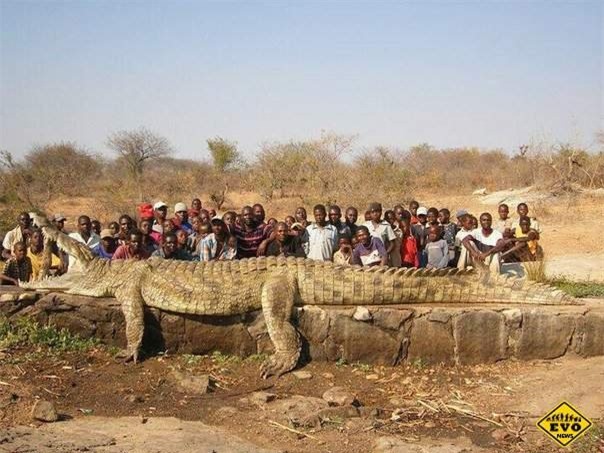 Giải mã sự thật về quái sấu khổng lồ nặng gần 1 tấn ở Zimbabwe, vượt kỷ lục của Lolong? - Ảnh 1.