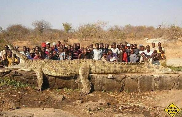 Giải mã sự thật về quái sấu khổng lồ nặng gần 1 tấn ở Zimbabwe, vượt kỷ lục của Lolong?