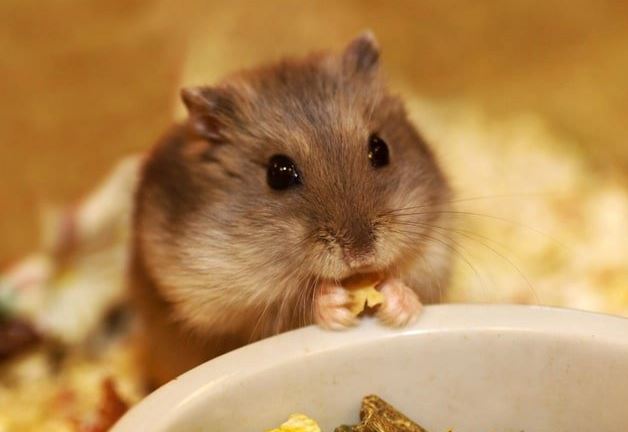 Bé trai 5 tuổi nhận nuôi 1 chú chuột, ngoại hình con vật sau 20 năm khiến ai cũng bất ngờ